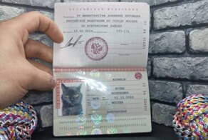 Бизнесмен открыл на Avito «паспортный стол» для котов и собак