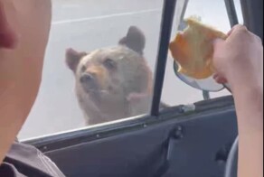 Мужчина покормил медведя чебуреком