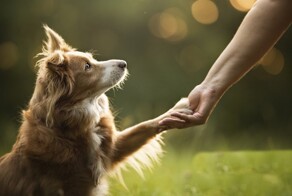 Лапопожатие – знак дружбы и доверия