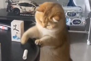 Попытки кота скинуть вещь со стола