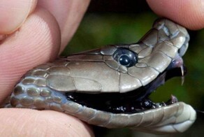 Бросается без предупреждения: почему у чёрной мамбы самая чёрная репутация среди змей?