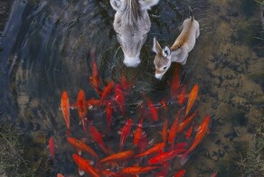 На общую тему&nbsp;