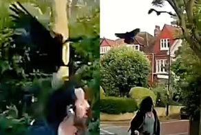 Жизнь стала адом: жители элитного городка забыли о покое из-за нашествия ворон