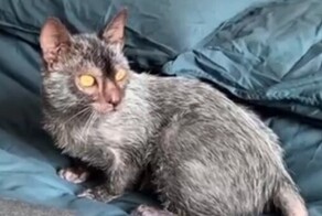 Коты, похожие на крыс