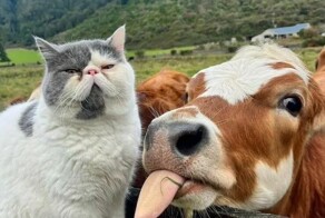 Всё вразнобой&nbsp;