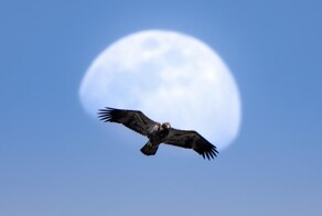 На общую тему&nbsp;