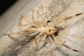 "Большой и страшный": мужчина нашел в своем доме "инопланетного" жука