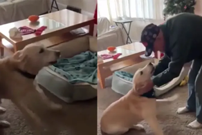 «Он здесь!»: на видео попала бесценная реакция пса на появление старого друга