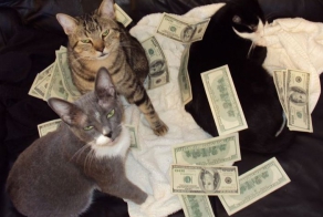Коты и деньги (50 фото)