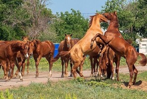 Иерархия коней: жесткие законы табуна и тирания альфы