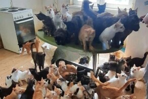 В краснодарской квартире зоозащитники обнаружили запертыми около 50 кошек