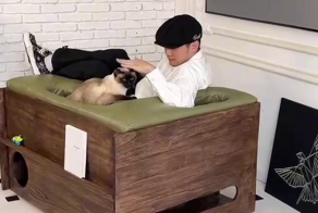 Кресло для любителей котиков