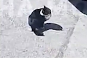 Жители Ленинградской области призывают найти хозяина, который выбросил домашнего кота из машины