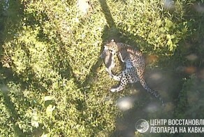 Первая прогулка новорожденного котенка редкого леопарда