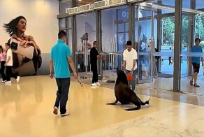 Морской лев устроил переполох в торговом центре