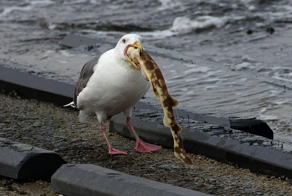 Секрет двойного желудка птиц: как они глотают огромную  добычу без вреда организму?