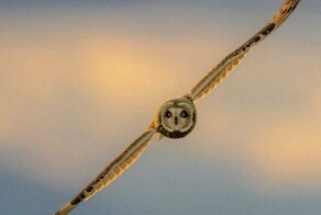 Намешалось