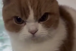 Пушистое зло