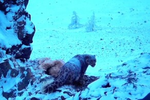 В Туве охраняющий добычу от сорок снежный барс попал на видео