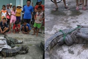 Массовый побег крокодилов (20 фото)
