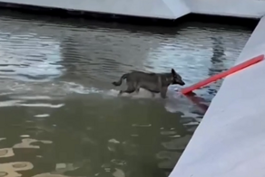 Как спасатели пытались достать собаку из фонтана