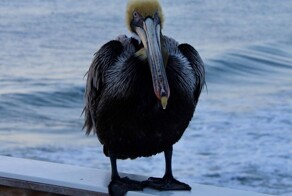 На общую тему&nbsp;