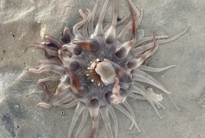 Дофлейния: ядовитые «мины» на пляже Австралии