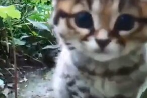 Самая маленькая дикая кошка в Африке