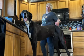 Настоящий гигант, но всего боится: как выглядит самый высокий в мире пёс