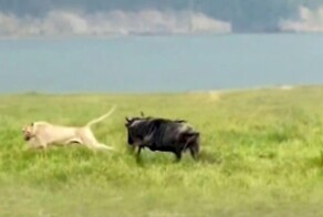 Антилопа гну пустилась в погоню за львицей