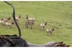 Домашнего осла потянуло на экзотику