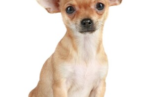 Чихуахуа добрался до героина и получил передозировку