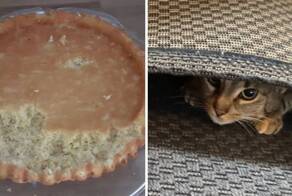 15 фото котов-хулиганов, которые внесли хаос в жизнь своих хозяев
