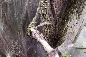 Как декорации для фильма ужаса: в Казани деревья затянуло паутиной с гусеницами