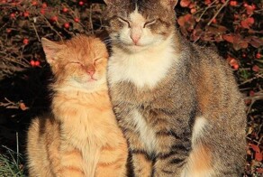 Прищур как проявление кошачьих эмоций