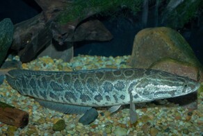 Очередной инвазивный вид обнаружили в реке Миссури