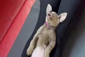 Щенок уснул на йоге