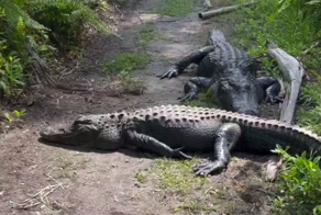 Встреча велосипедиста с аллигаторами