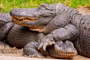 Крокодилья лужайка: почему рептилии терпят друг друга, а не пытаются разорвать в клочья?