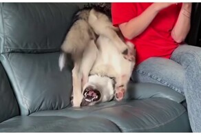 Псу стало скучно