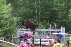 Медведь прогулялся по кладбищу в Иркутской области