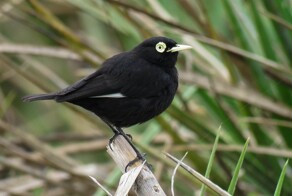 На общую тему&nbsp;