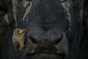 Намешалось