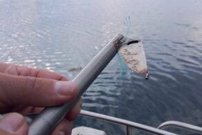 "Снял? Да ладно!": кита Станислава, который запутался в сетях, удалось спасти