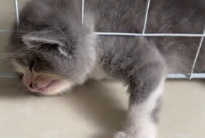 Котёнок, который любит драматизировать