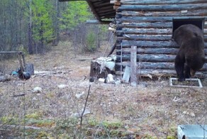 Упитанный медведь залез в домик инспектора национального парка