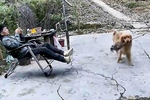 Пёс принёс хозяину осиное гнездо