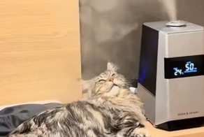 Кот и увлажнитель воздуха