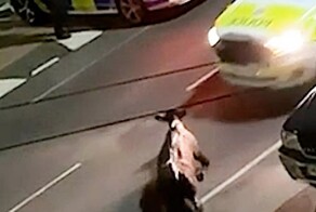 Полицейские ловили сбежавшую корову и чуть не отправили её на тот свет