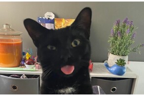 Чудачества чёрных кошек и котов